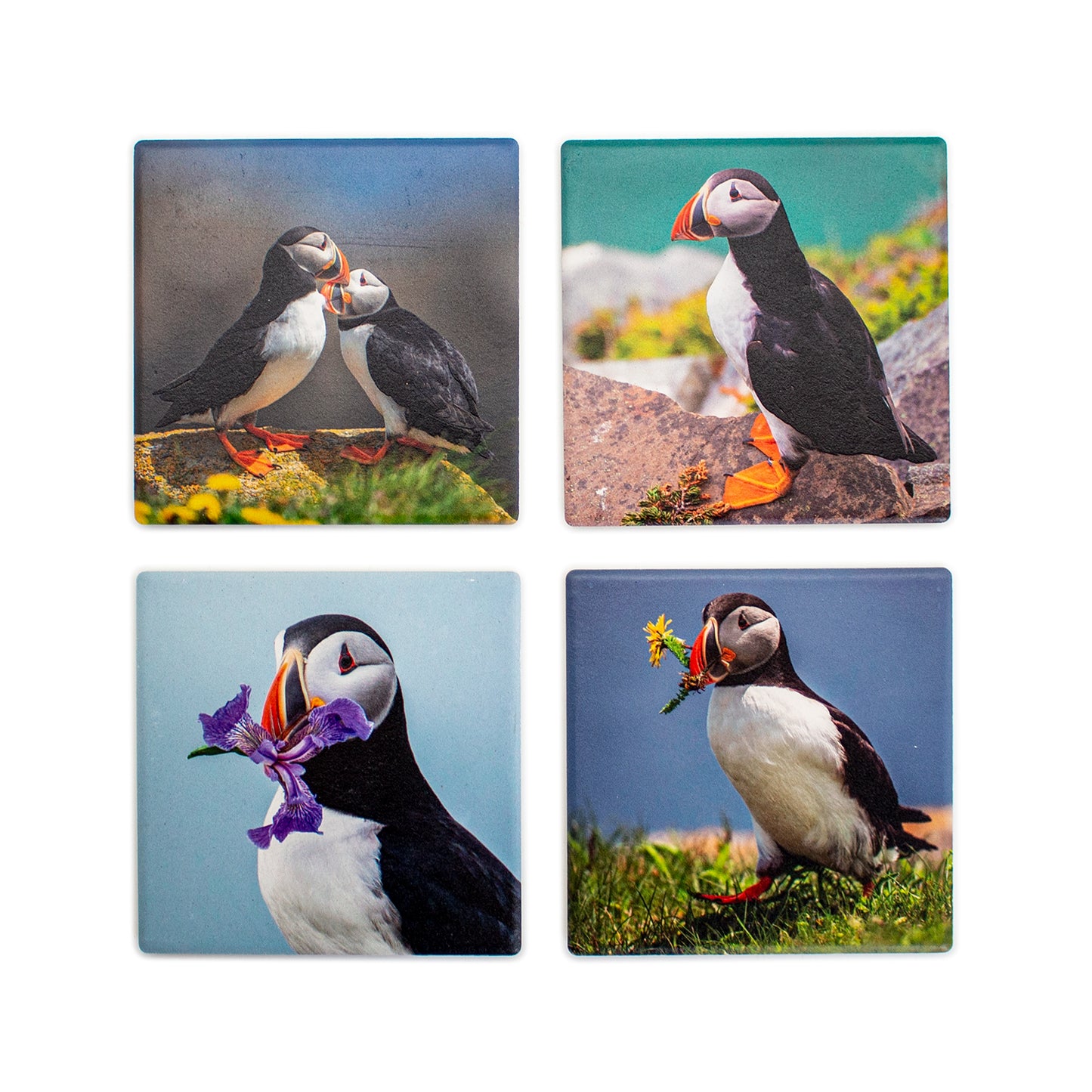 Coasters - Michael Winsor Photography, Puffins