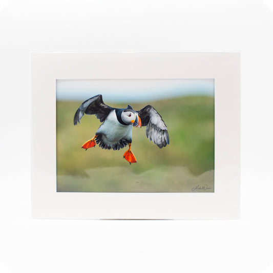 Photograph "Puffin Gliding" 11x14 Matted