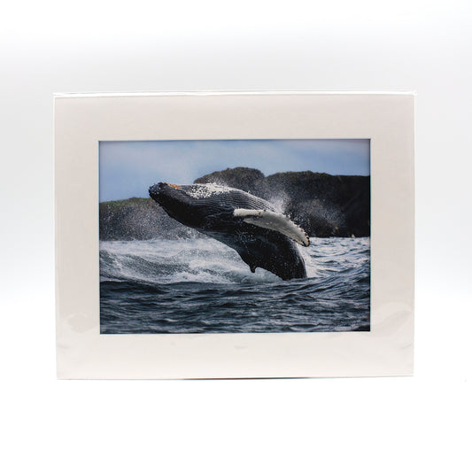 Photograph "Breaching Whale at Bonavista" 11x14 Matted