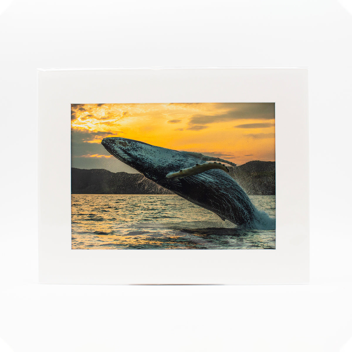 Photograph "Humpback Whale Breach #1" 11x14 Matted