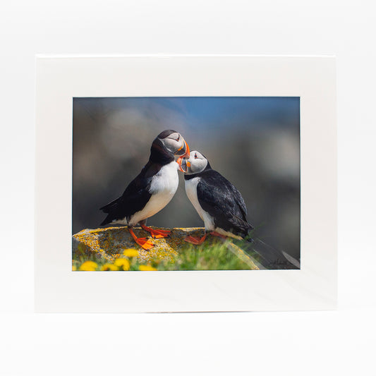 Photograph "Puffin Affection" 11x14 Matted