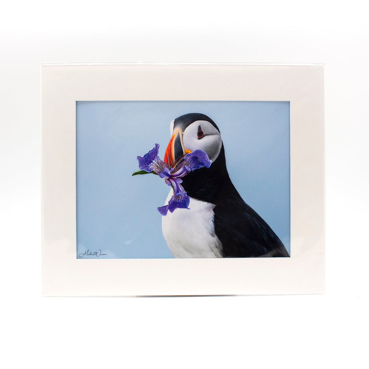 Photograph "Puffin with Iris" 11x14 Matted